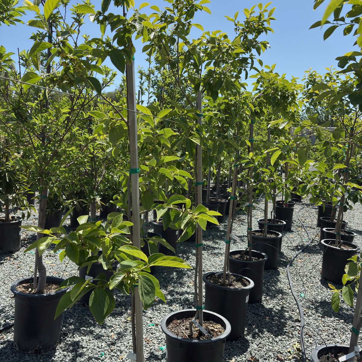 Fuyu Persimmon Tree – Sweet, Non-Astringent Japanese Persimmon – Victory  Nursery