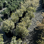 Variegated Common Myrtle
