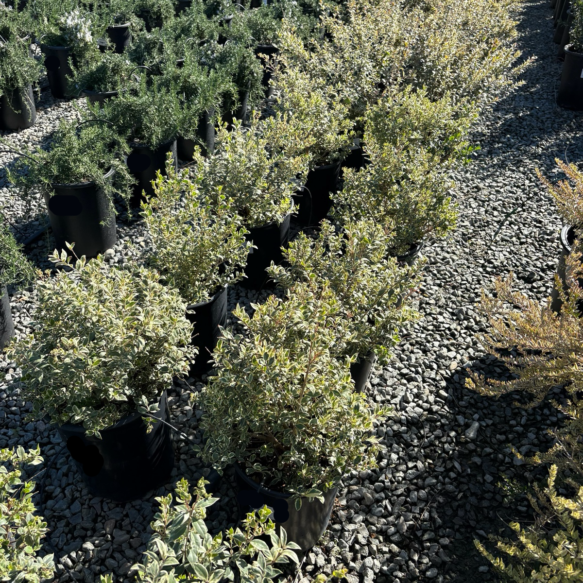 Variegated Common Myrtle