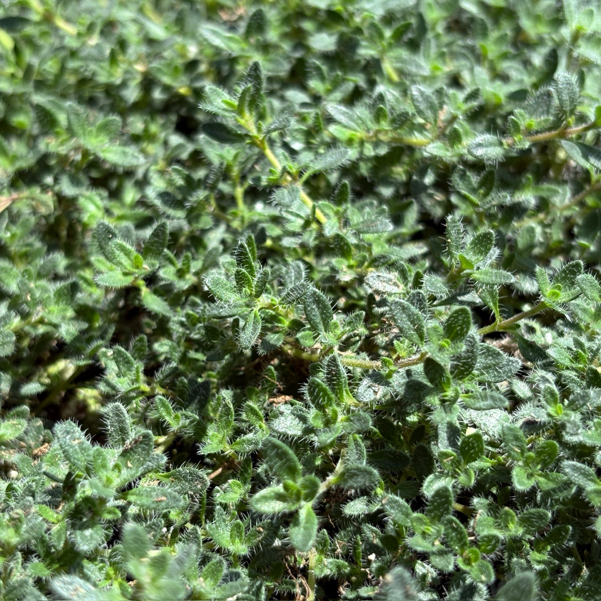 Woolly Thyme