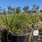 Lagunita Creeping Wild Rye