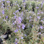 Collingwood Ingram Rosemary