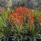 Bush Glow Kangaroo Paw