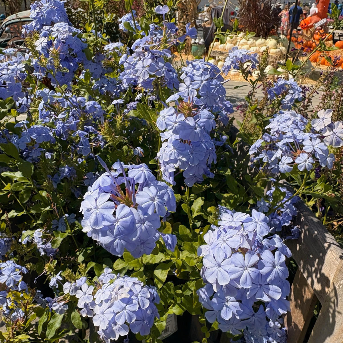 Imperial Blue Cape Plumbago