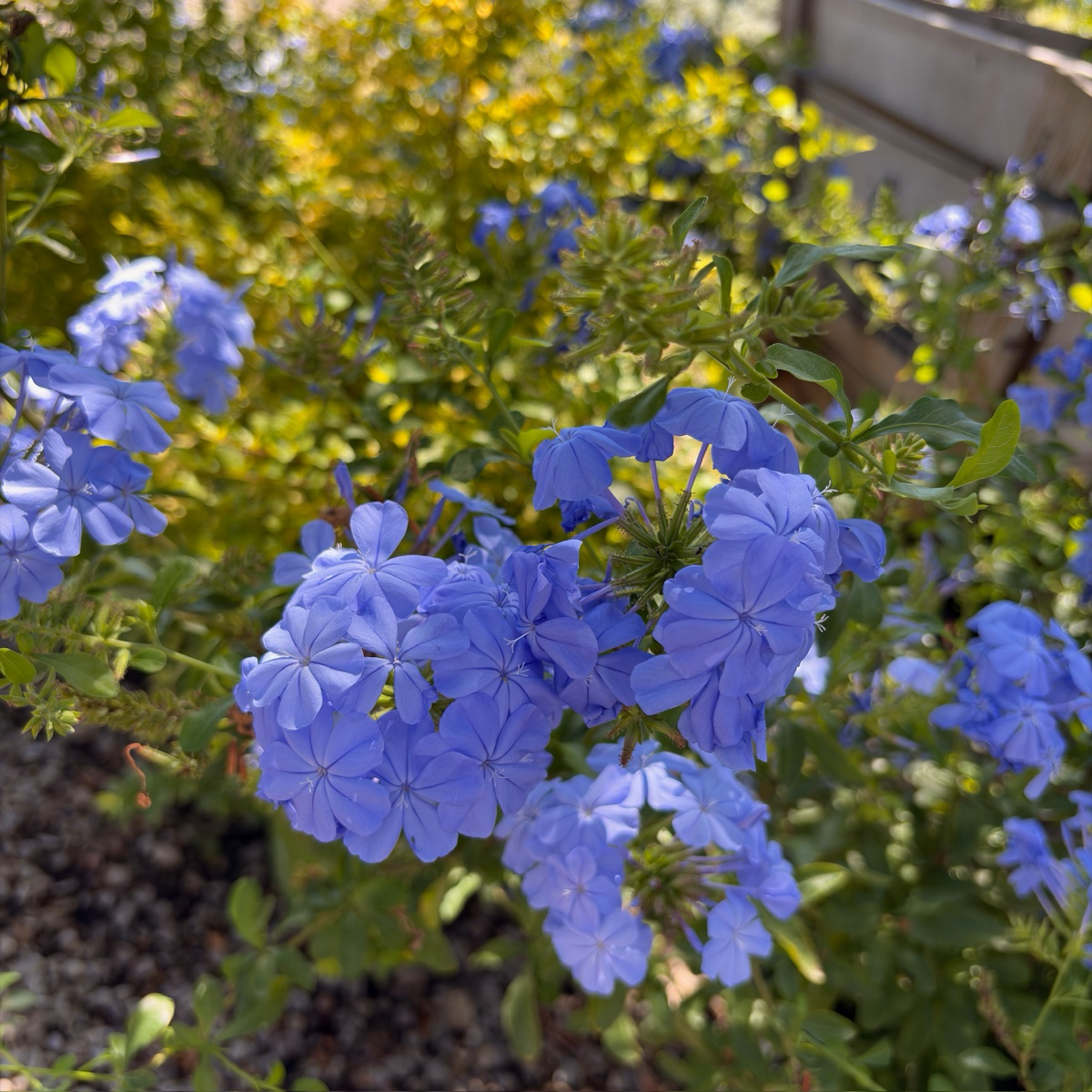 Imperial Blue Cape Plumbago