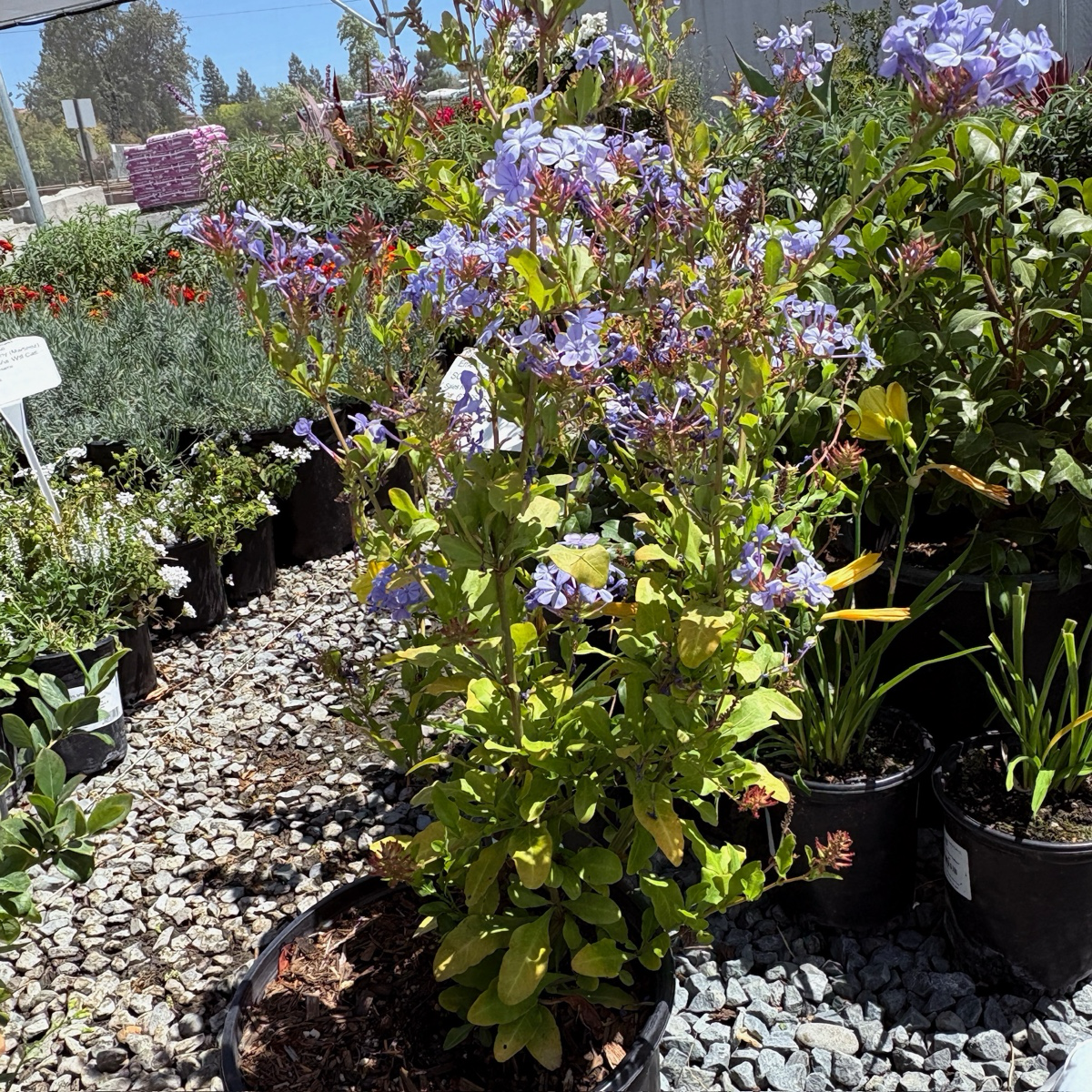 Imperial Blue Cape Plumbago