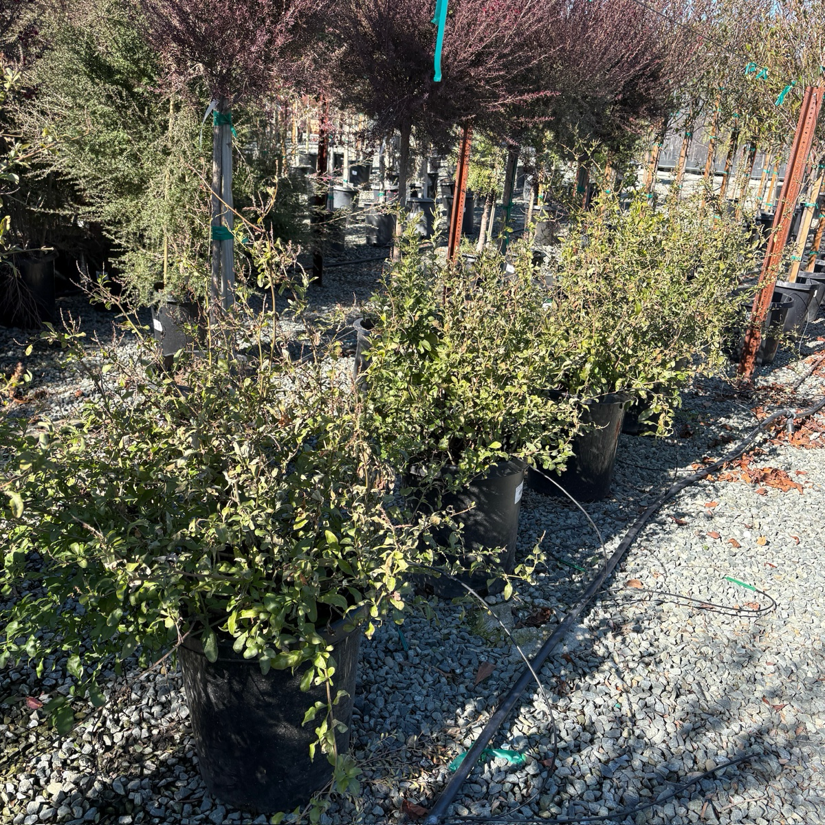 Imperial Blue Cape Plumbago