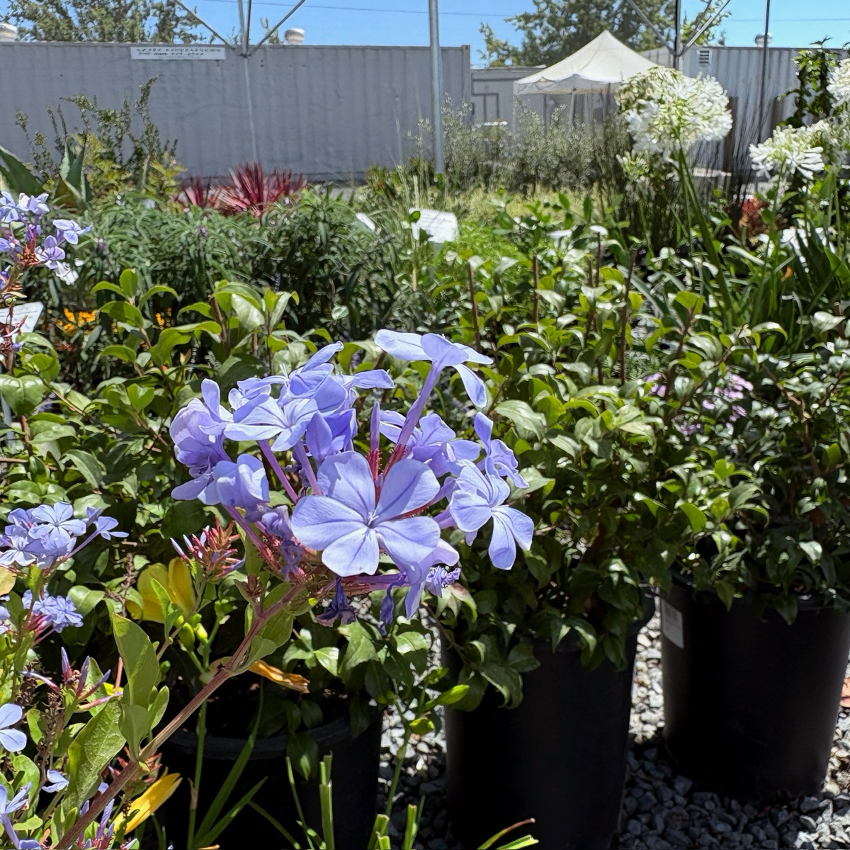 Imperial Blue Cape Plumbago