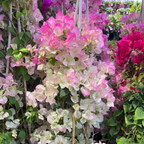Imperial Thai Delight Bougainvillea