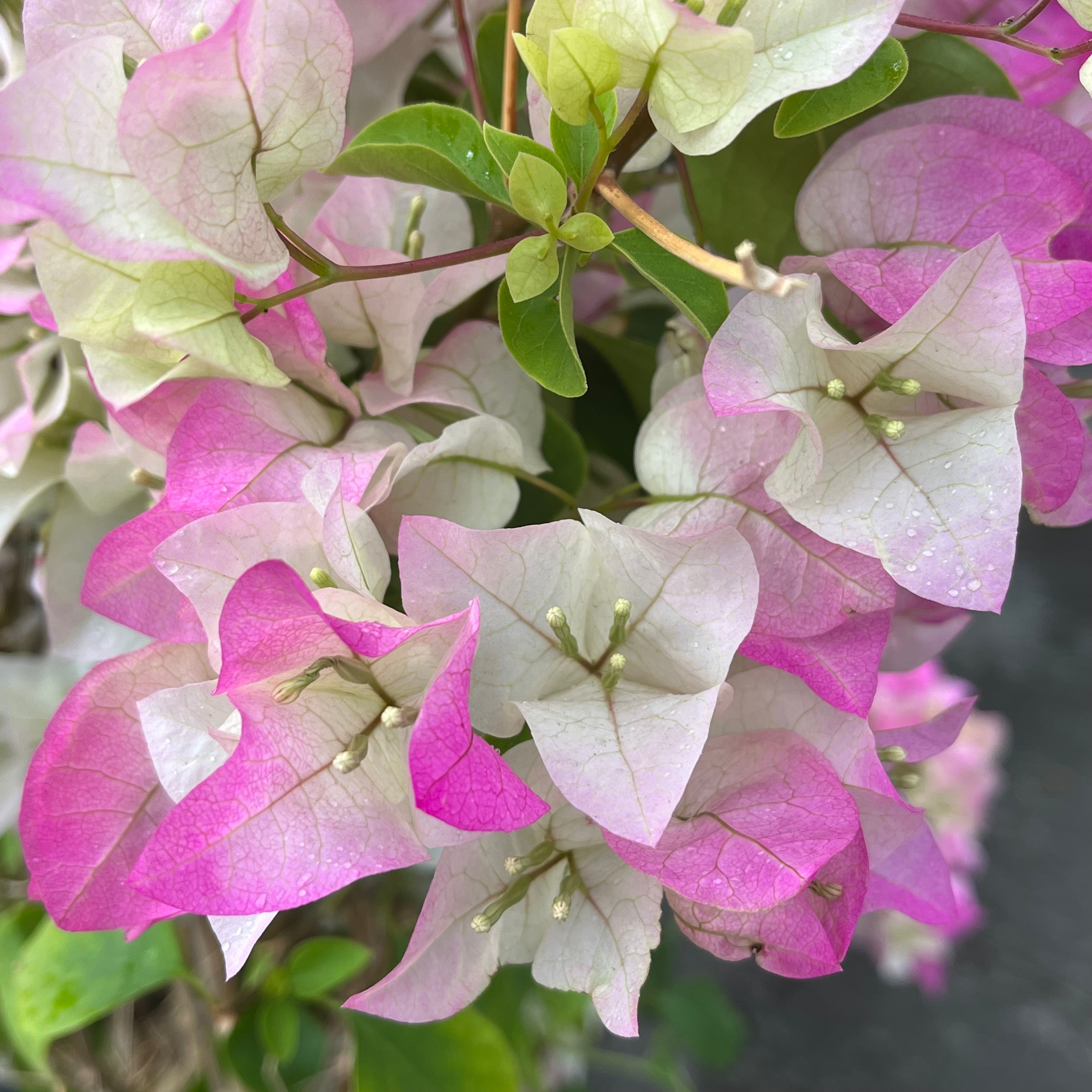 Imperial Thai Delight Bougainvillea