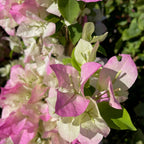 Imperial Thai Delight Bougainvillea