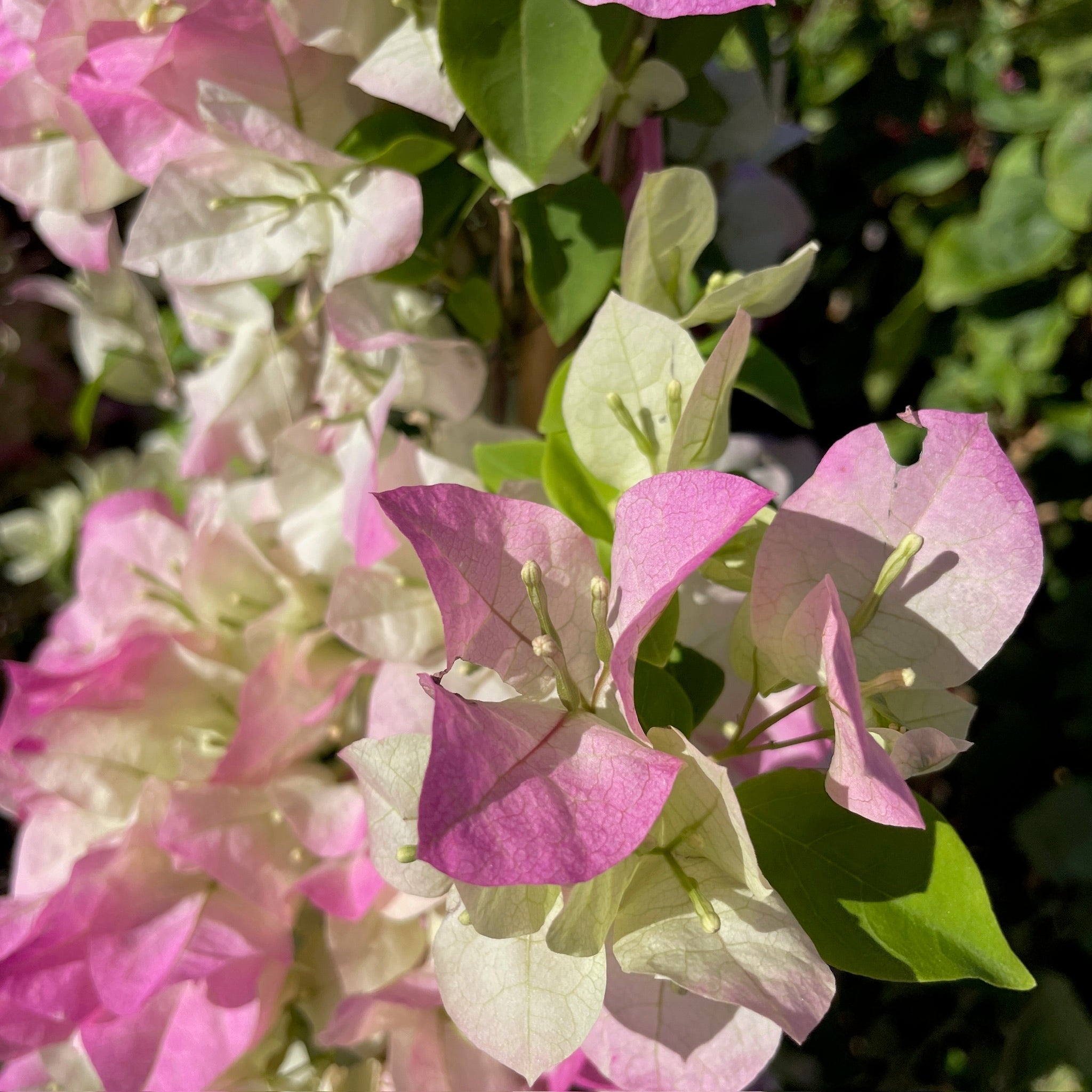 Imperial Thai Delight Bougainvillea