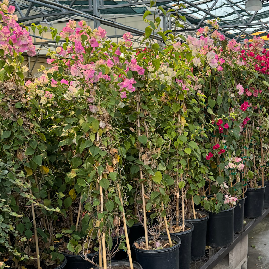 Imperial Thai Delight Bougainvillea