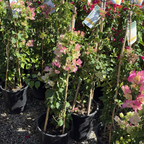 Imperial Thai Delight Bougainvillea