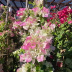 Imperial Thai Delight Bougainvillea