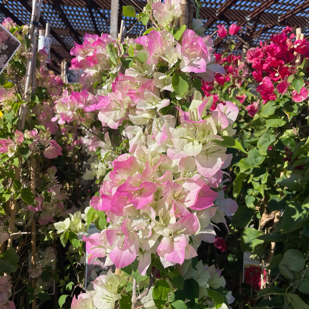 Imperial Thai Delight Bougainvillea