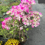 Imperial Thai Delight Bougainvillea
