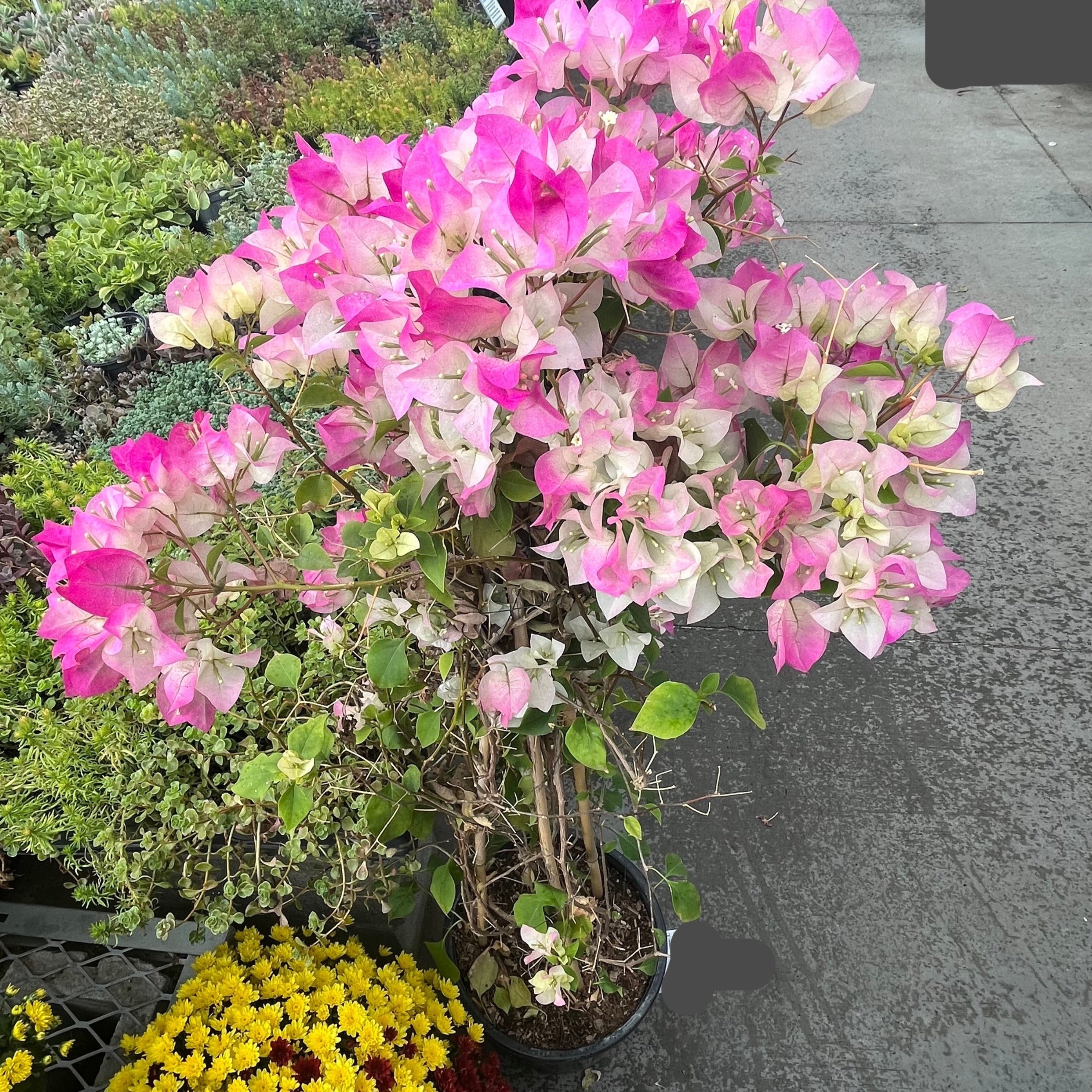 Imperial Thai Delight Bougainvillea