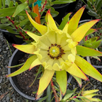 Close-up of a bright yellow flower on Inca Gold Cone Bush with green leaves in a pot.