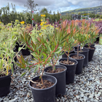 Inca Gold Cone Bush