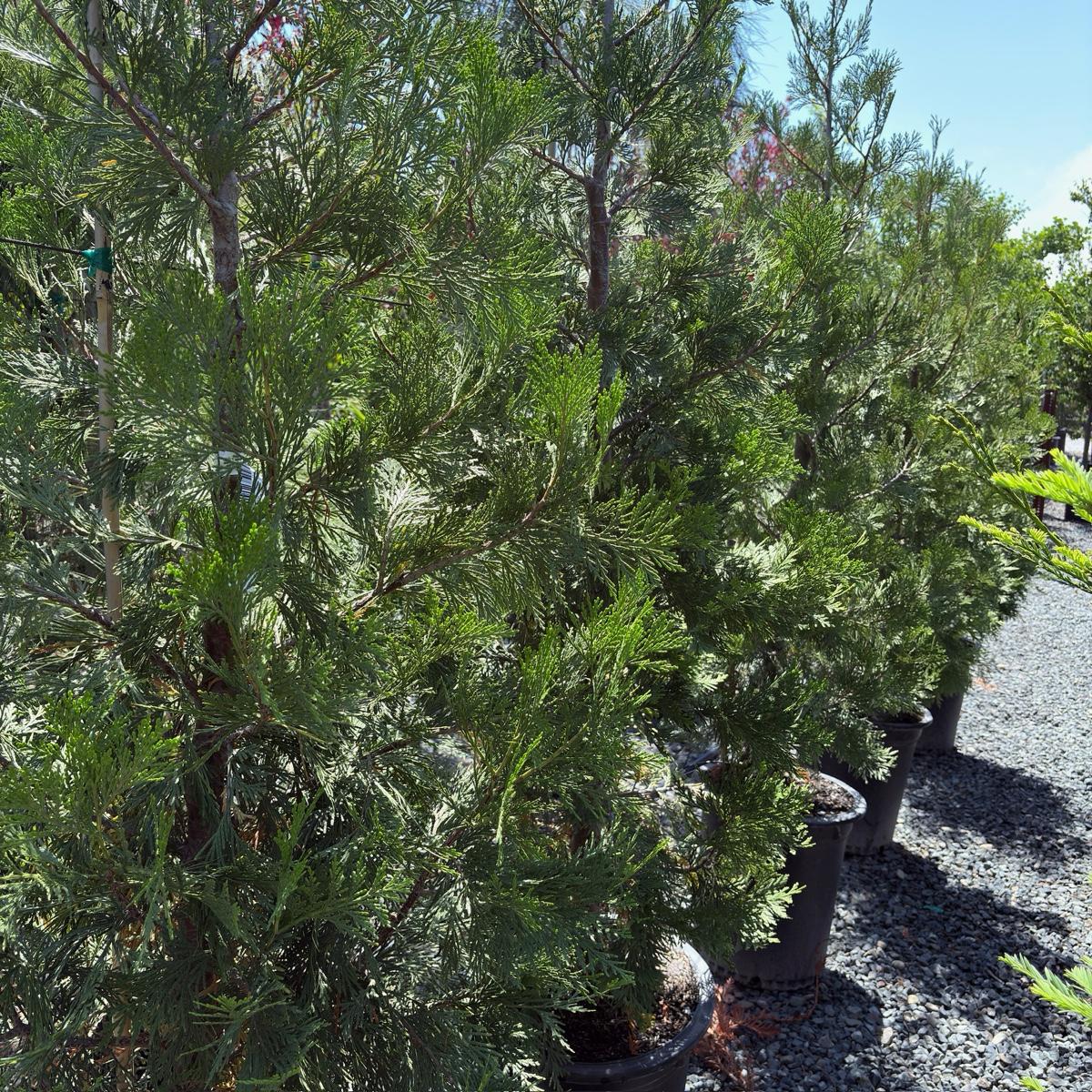 Incense Cedar 