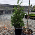 Incense Cedar