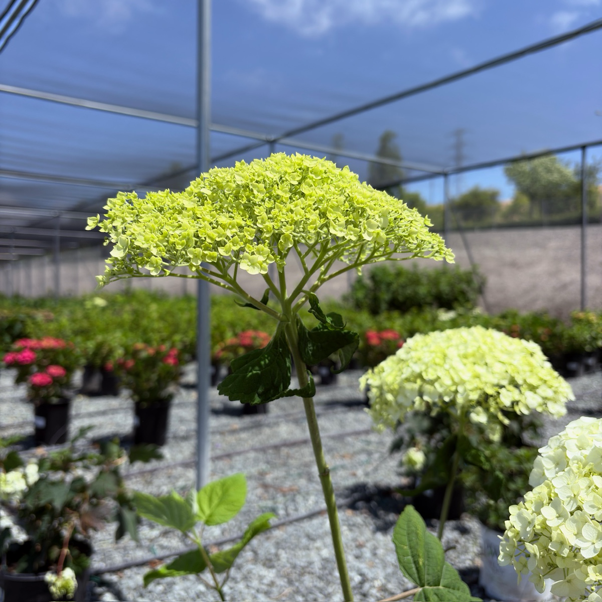 Incrediball®  Smooth Hydrangea