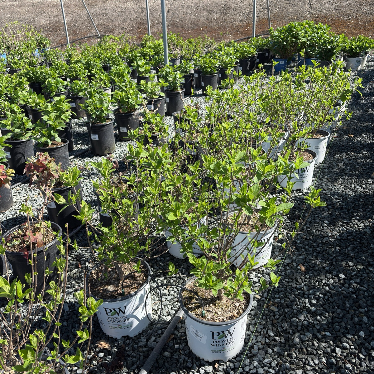 Incrediball®  Smooth Hydrangea