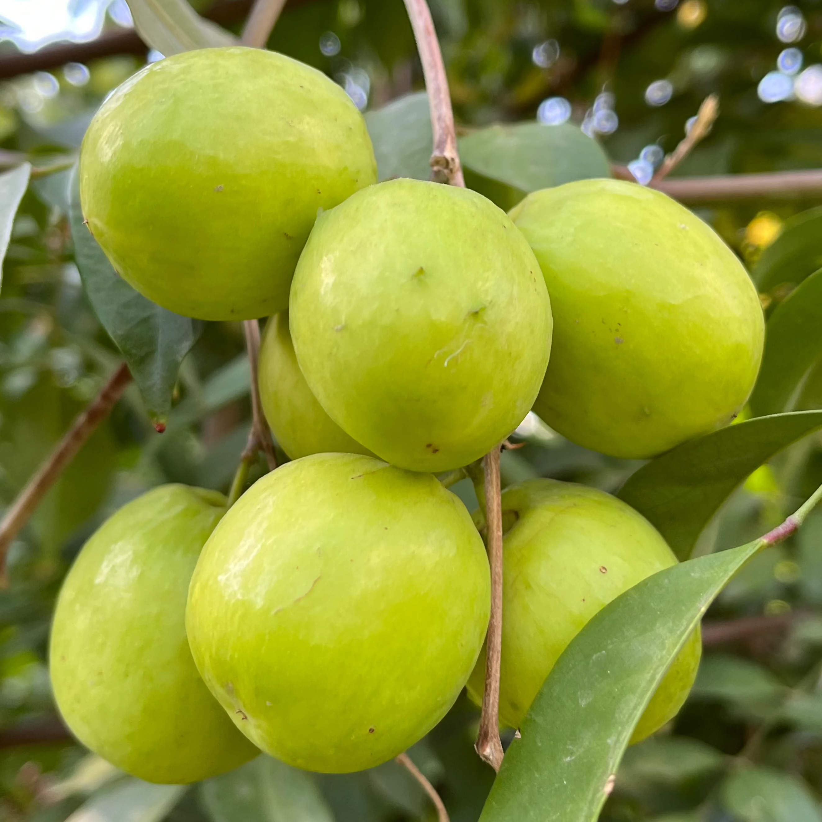 Green Ziziphus mauritiana ‘Indian Jujube’ (Indian Jujube)  fruits hanging from a tree with leaves