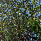 Ziziphus mauritiana ‘Indian Jujube’ (Indian Jujube) Tree with green leaves against a blue sky