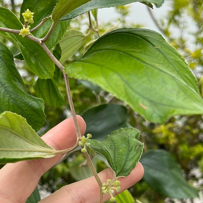 Hand holding a branch with green leaves and small yellow  Ziziphus mauritiana ‘Indian Jujube’ (Indian Jujube) flowers against a blurred natural background
