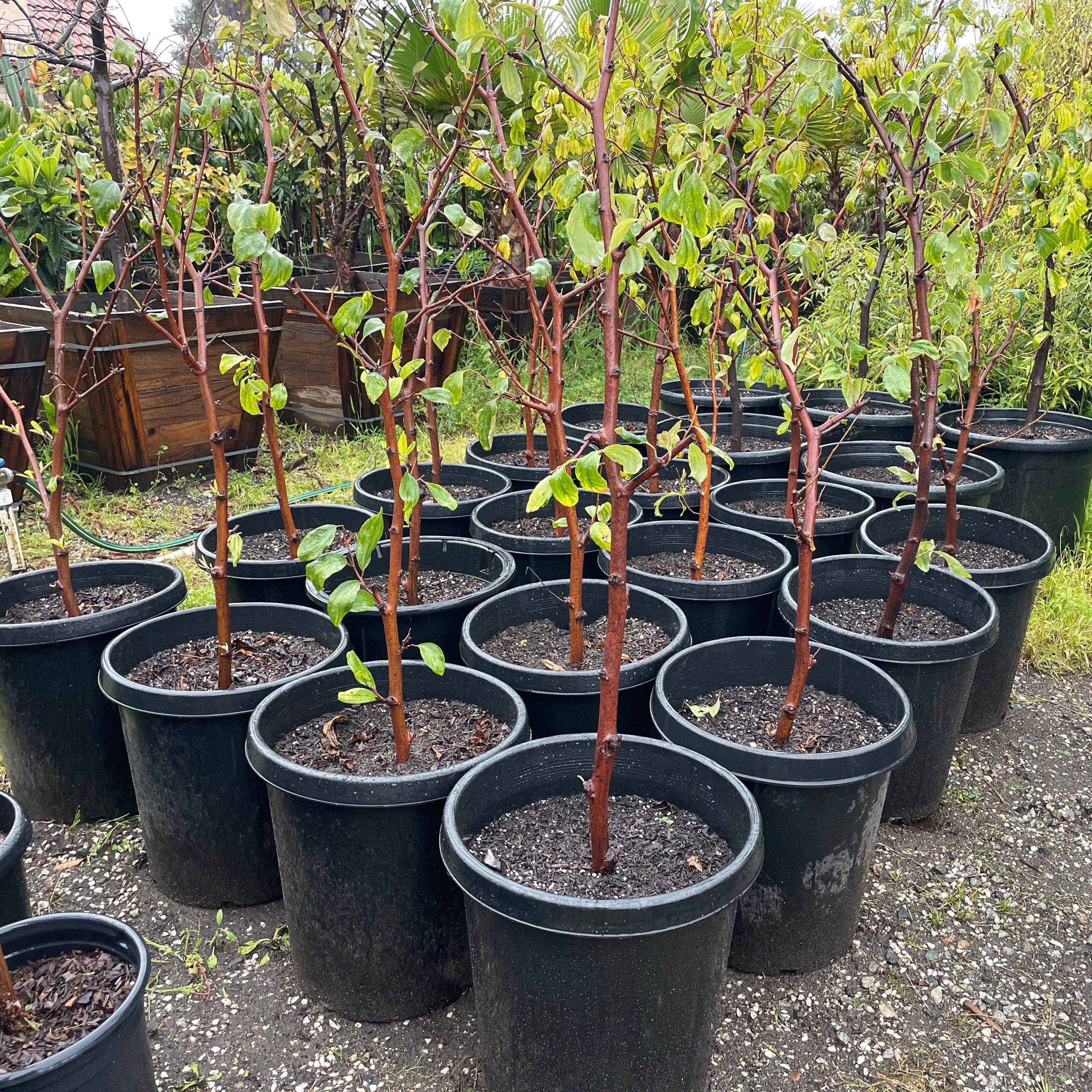 Row of potted Ziziphus mauritiana ‘Indian Jujube’ (Indian Jujube) in a garden setting