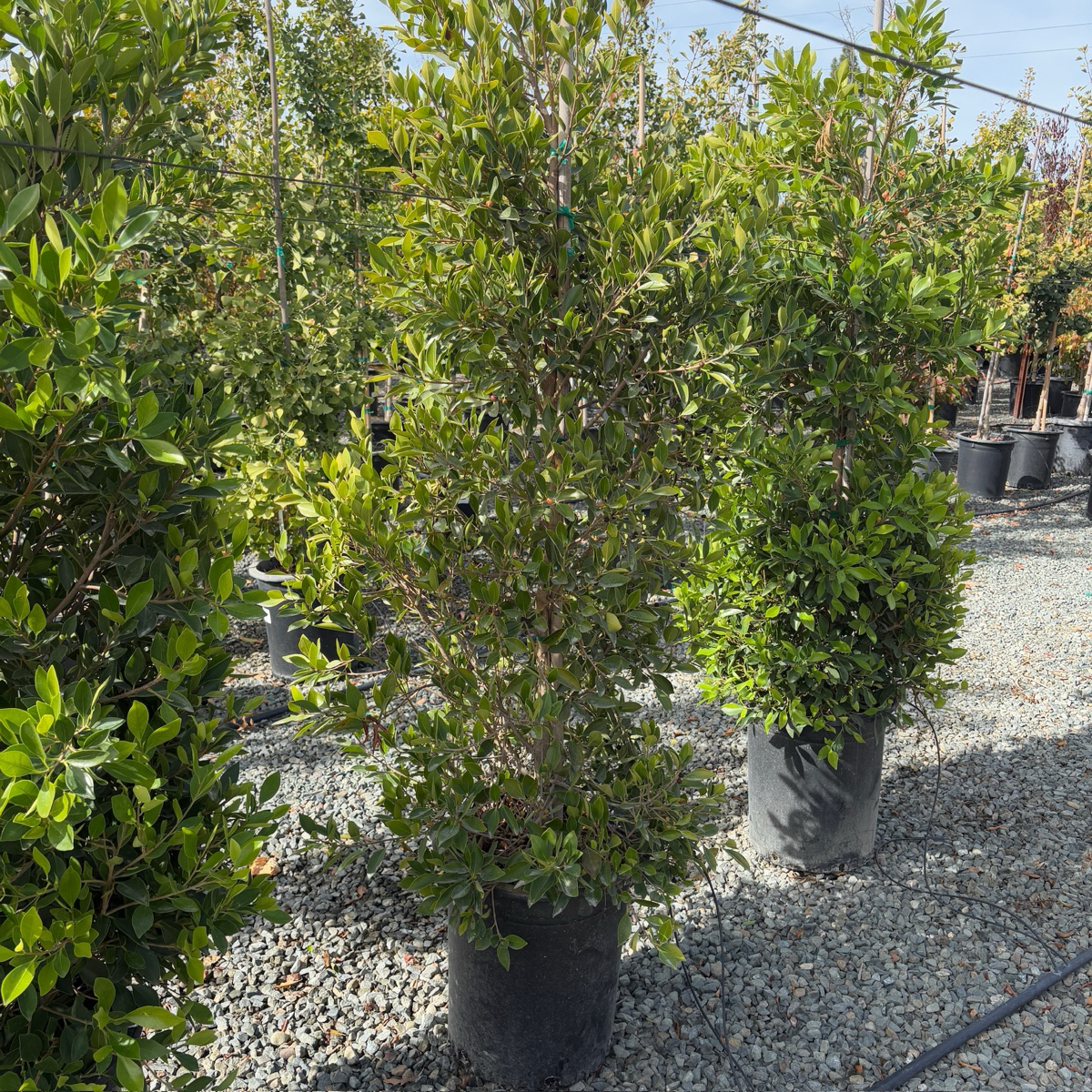 Row of 15-gallon potted Indian Laurel Fig trees (Ficus nitida) with lush green foliage under a cloudy sky
