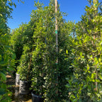 Row of 15-gallon potted Indian Laurel Fig column trees (Ficus nitida) with lush green foliage under a cloudy sky
