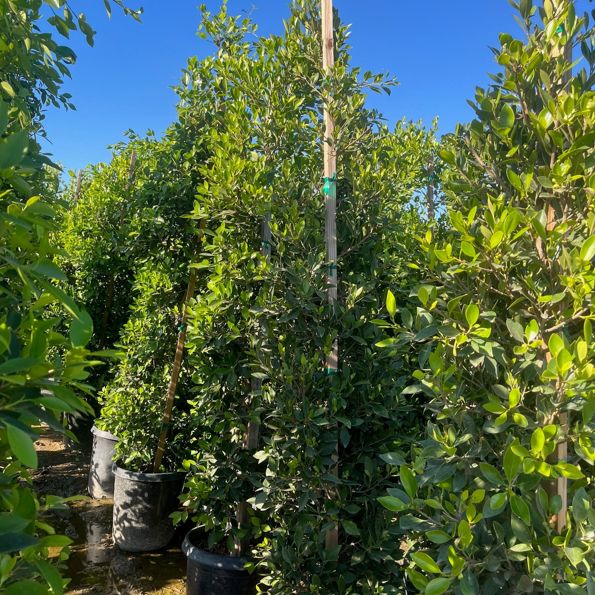Row of 15-gallon potted Indian Laurel Fig column trees (Ficus nitida) with lush green foliage under a cloudy sky
