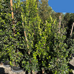 Row of 5-gallon potted Indian Laurel Fig column trees (Ficus nitida) with lush green foliage under a cloudy sky
