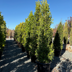 Row of 15-gallon potted Indian Laurel Fig column trees (Ficus nitida) with lush green foliage