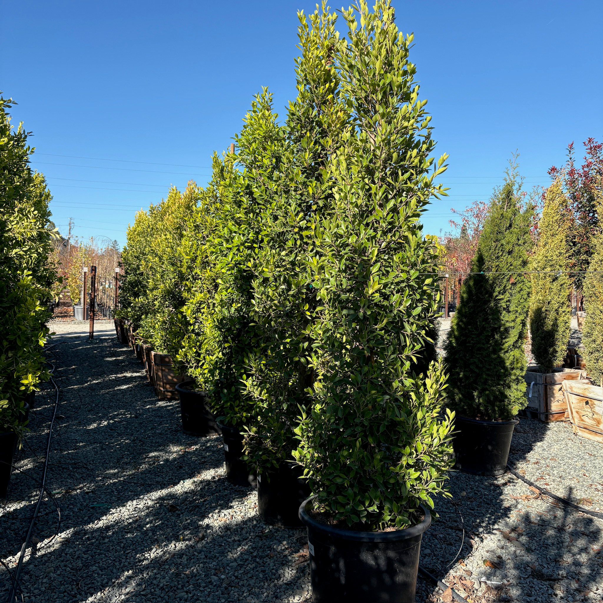 Row of 15-gallon potted Indian Laurel Fig column trees (Ficus nitida) with lush green foliage
