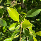 Close-up of leaves of Indian Laurel Fig trees (Ficus nitida) with a blurred background