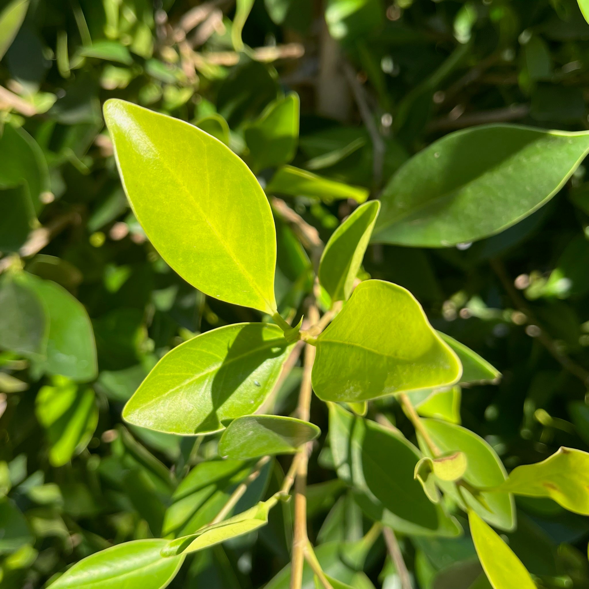 Close-up of leaves of Indian Laurel Fig trees (Ficus nitida) with a blurred background