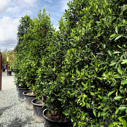 Indian Laurel Fig
