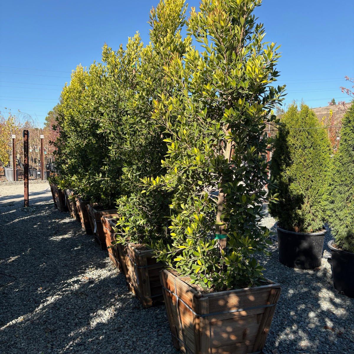 Indian Laurel Fig | Fast-Growing Evergreen Shade Tree – Victory