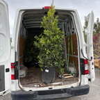 Van with 15-gallon potted Indian Laurel Fig trees (Ficus nitida)