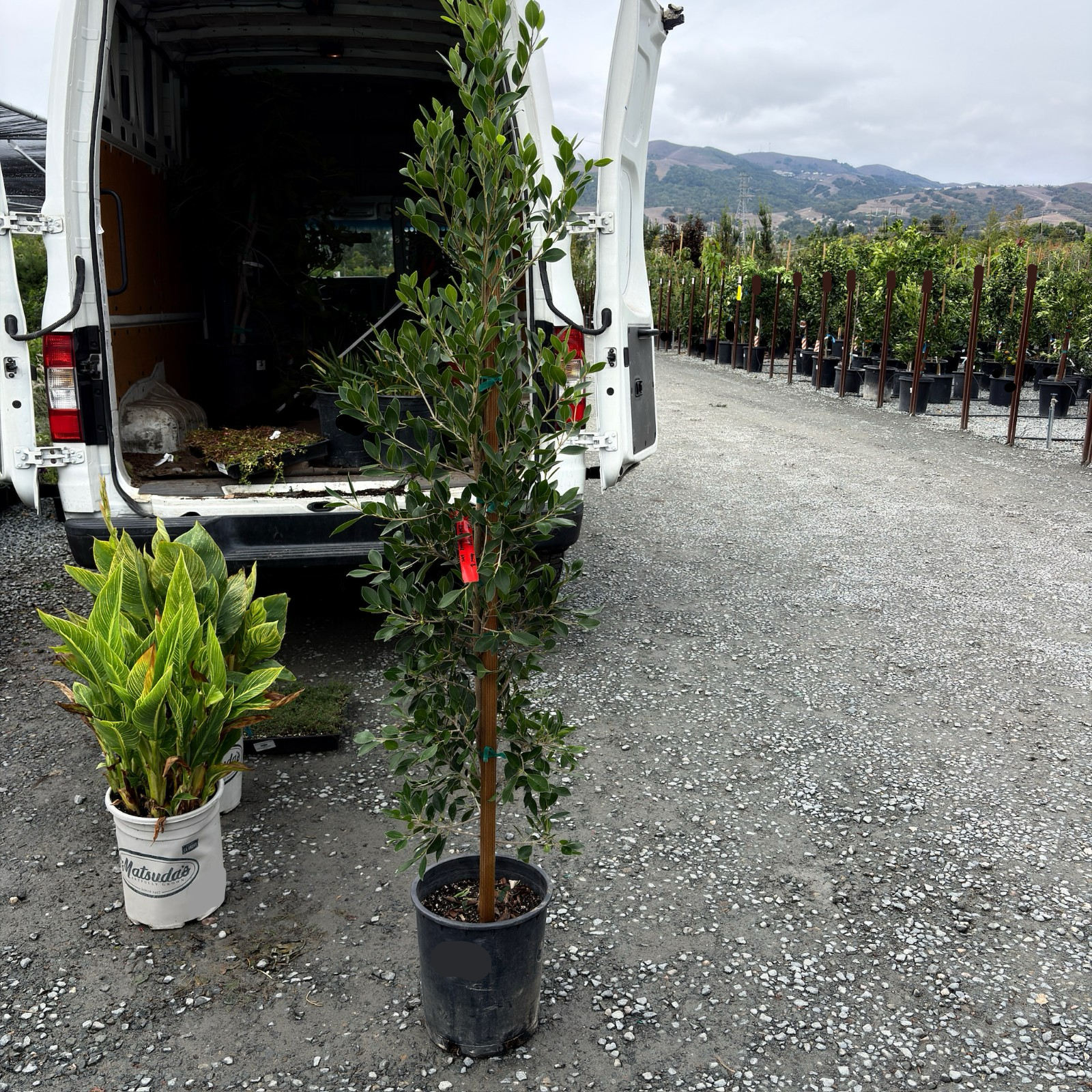 indian laurel house plant Indian Laurel Fig
