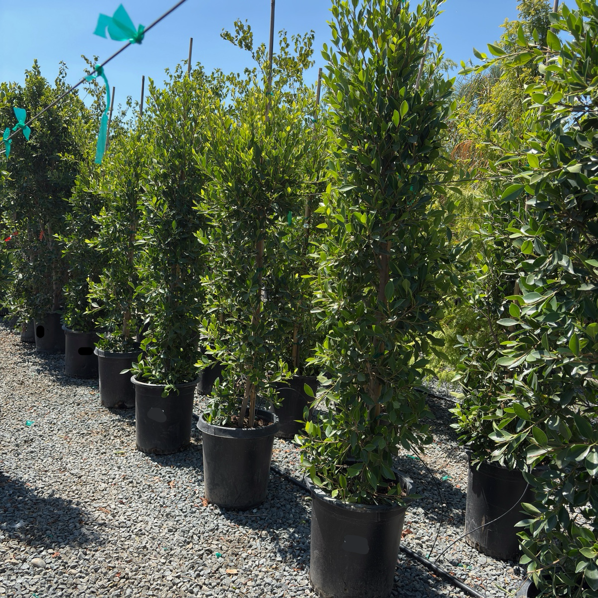 Indian Laurel Fig | Fast-Growing Evergreen Shade Tree – Victory