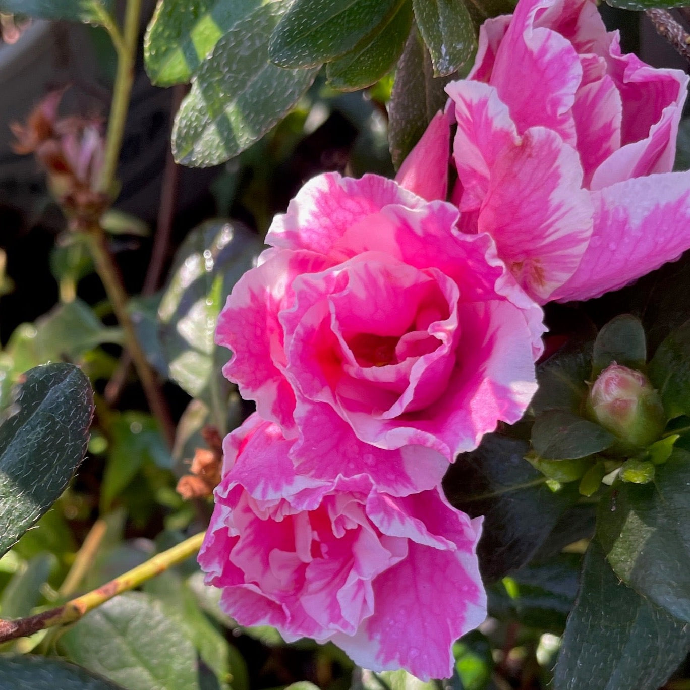 Inga Azalea | Vibrant Red-Pink Flowering Evergreen – Victory Nursery