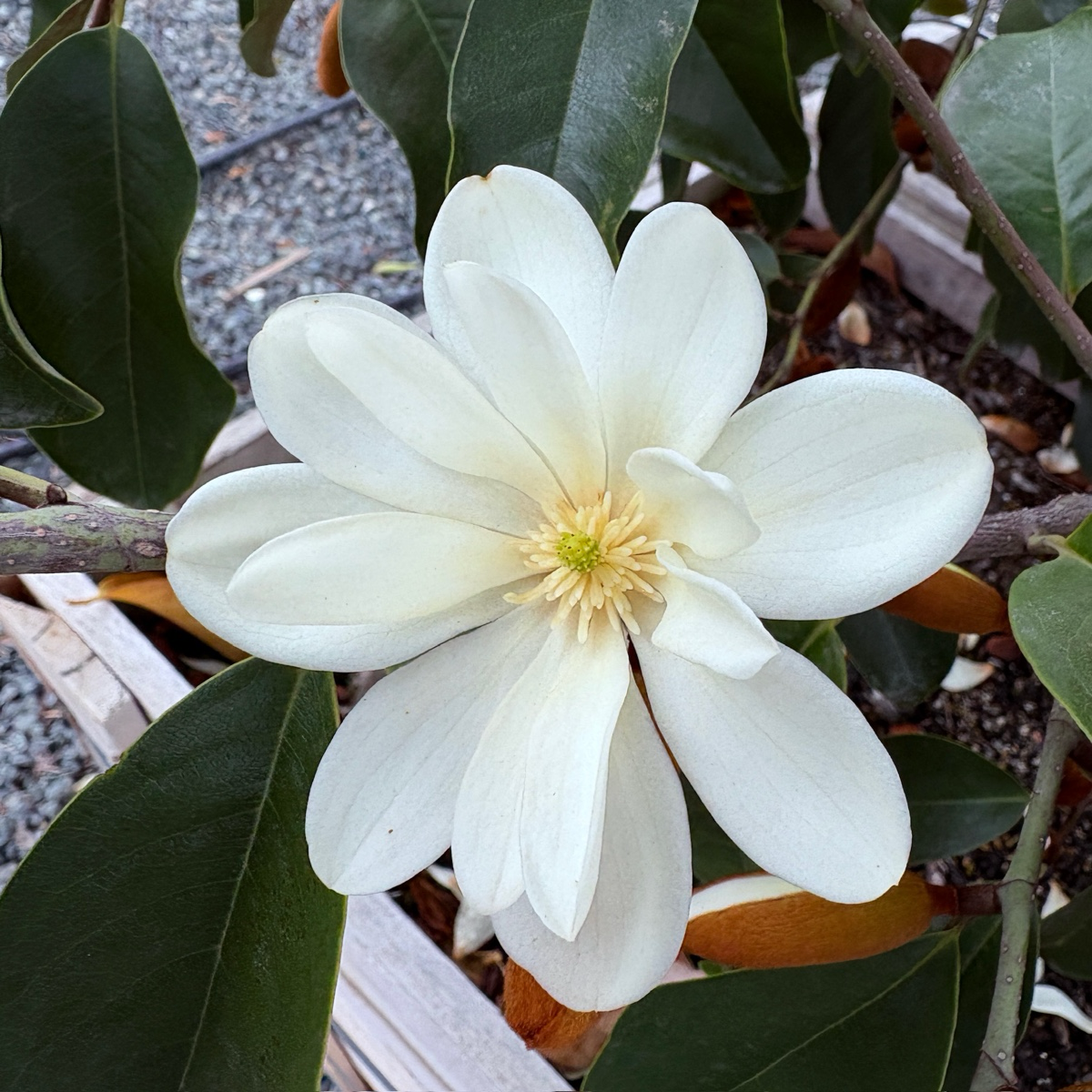 Inspiration Yunnan Michelia