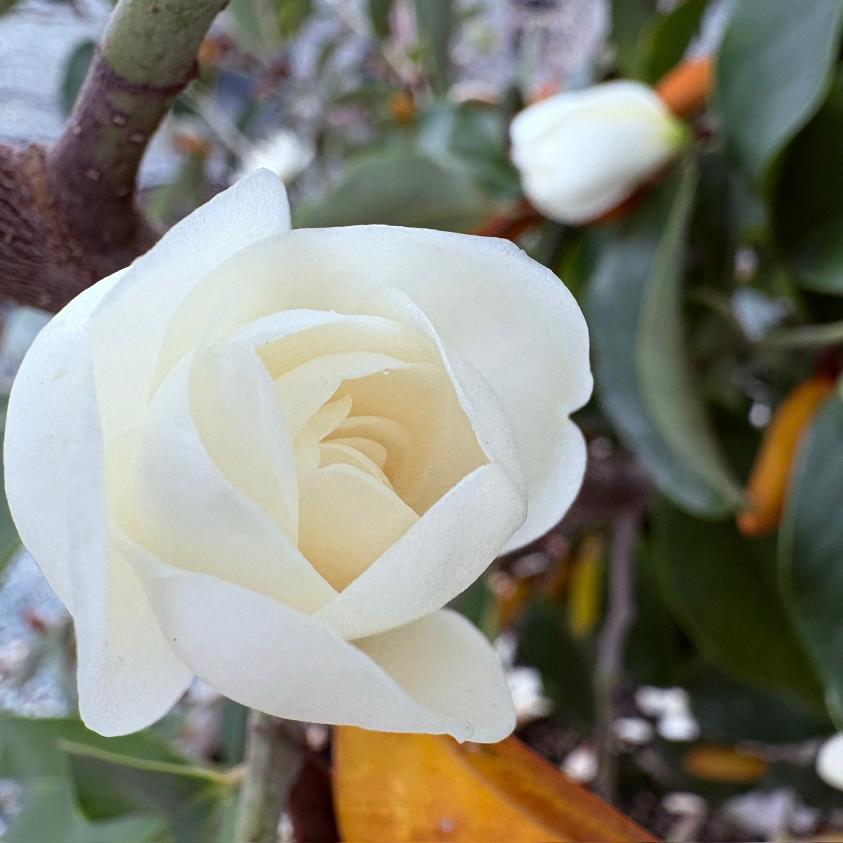 Inspiration Yunnan Michelia