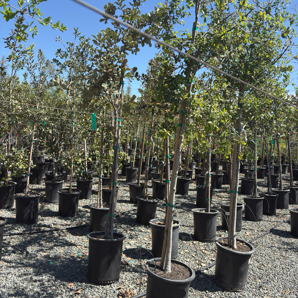 Interior Live Oak