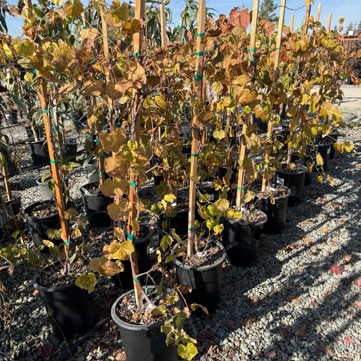 grape vine indoor plant Interlaken Seedless Grape